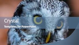  Presentation with orange - PPT theme consisting of boreal owl in the orange background and a teal colored foreground