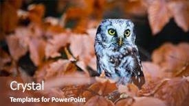  Presentation with multicolored autumn leaves orange yellow red - Colorful presentation theme enhanced with boreal owl in the orange backdrop and a tawny brown colored foreground