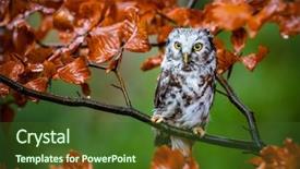  Presentation with multicolored autumn leaves orange yellow red - Amazing presentation theme having boreal owl in the orange backdrop and a tawny brown colored foreground