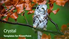 Presentation with multicolored autumn leaves orange yellow red - PPT theme having boreal owl in the orange background and a tawny brown colored foreground