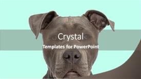  Presentation with mouth - Presentation theme enhanced with bored-amstaff-puppy-is-wondering background and a gray colored foreground