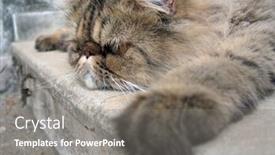  Presentation with persian - Audience pleasing presentation design consisting of bored cat - detail of brown persian cat backdrop and a gray colored foreground