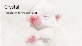  Presentation with mom and newborn - Cool new PPT theme with born on few hours ago backdrop and a white colored foreground