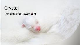  Presentation with newborn - Amazing theme having born on few hours ago backdrop and a  colored foreground