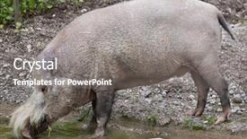  Presentation with pig - Presentation theme featuring bornean bearded pig sus barbatus background and a gray colored foreground