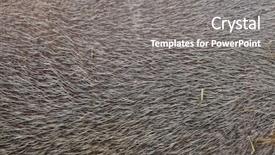  Presentation with pig - Colorful PPT theme enhanced with bornean bearded pig sus barbatus backdrop and a gray colored foreground