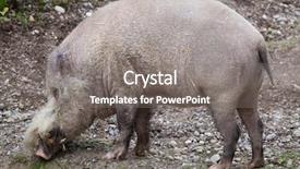  Presentation with pig - Beautiful slide deck featuring bornean bearded pig sus barbatus backdrop and a gray colored foreground