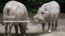  Presentation with pig - Audience pleasing PPT theme consisting of bornean-bearded-pig-sus-barbatus backdrop and a gray colored foreground