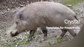  Presentation with pig - Beautiful slide set featuring bornean bearded pig sus barbatus backdrop and a gray colored foreground