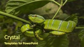  Presentation with green tree - Slide set featuring borneo pit viper - green snake background and a tawny brown colored foreground