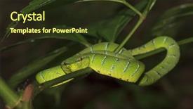  Presentation with on pit gold - Audience pleasing presentation theme consisting of borneo pit viper snake backdrop and a tawny brown colored foreground