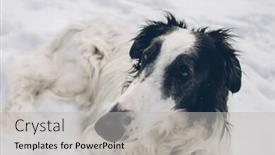  Presentation with snow - Slide set featuring borzoi-dog-laying-on-snow background and a light gray colored foreground