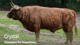  Presentation with domestic animal - Presentation theme having bos primigenius taurus domestic animal background and a  colored foreground
