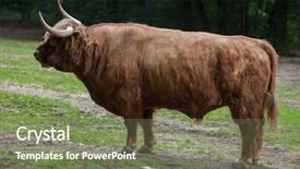  Presentation with domestic animal - Slide deck consisting of bos primigenius taurus domestic animal background and a  colored foreground