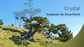  Presentation with mountain top - Beautiful slide deck featuring bosnian-pines-on-top backdrop and a light blue colored foreground