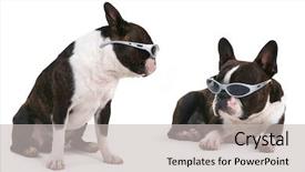  Presentation with boston - Amazing presentation theme having boston terrier - cool dogs backdrop and a  colored foreground