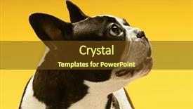 Presentation with yellow - PPT layouts with boston terrier - curious french bulldog looking away background and a tawny brown colored foreground