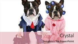  Presentation with dog - Amazing slides having boston terrier - dog couple backdrop and a coral colored foreground