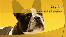  Presentation with boston - Slide deck consisting of businesswoman holding eight billiard ball background and a lemonade colored foreground.