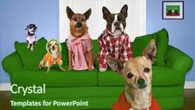  Presentation with boston - Beautiful PPT layouts featuring boston terrier - funny dog card backdrop and a forest green colored foreground