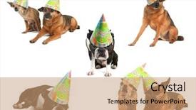  Presentation with cats and dogs - Amazing PPT theme having boston terrier - group of dogs with birthday backdrop and a coral colored foreground
