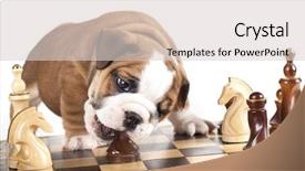  Presentation with english bulldog - PPT theme featuring boston terrier - puppy english bulldog and chess background and a light gray colored foreground
