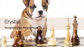  Presentation with english bulldog - Presentation design featuring boston terrier - puppy english bulldog and chess background and a coral colored foreground