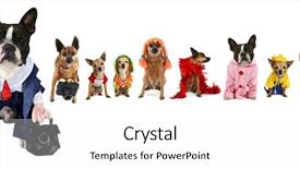  Presentation with boston - Cool new slide set with boston terrier - spoof on the business images backdrop and a white colored foreground