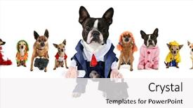  Presentation with boston - Presentation theme featuring boston terrier - spoof on the busniess images background and a white colored foreground