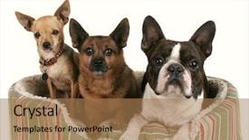  Presentation with pet - Theme with boston terrier - three dog friends background and a coral colored foreground