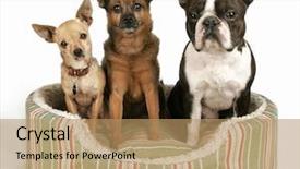  Presentation with dogs - PPT layouts featuring boston terrier - trio of dogs background and a coral colored foreground