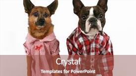  Presentation with boston - PPT theme consisting of boston terrier - two dogs dressed up background and a tawny brown colored foreground