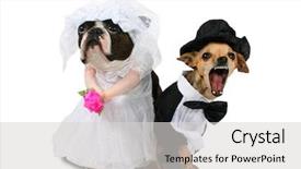  Presentation with boston - PPT layouts featuring boston terrier - two dogs in wedding attire background and a light gray colored foreground