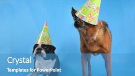  Presentation with sad dog abandoned dogs - Audience pleasing presentation consisting of boston terrier - two dogs posing with birthday backdrop and a teal colored foreground