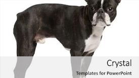  Presentation with boston - Audience pleasing PPT theme consisting of boston terrier 1 year old backdrop and a white colored foreground