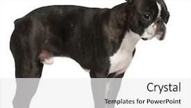  Presentation with old fashioned black and white - Presentation design consisting of boston terrier 1 year old background and a white colored foreground