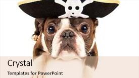  Presentation with pirate - Colorful slide set enhanced with boston terrier dog dressed backdrop and a lemonade colored foreground