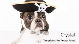  Presentation with pirate - Audience pleasing slide set consisting of boston terrier dog dressed backdrop and a white colored foreground