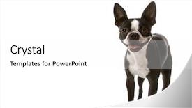 Presentation with boston - Beautiful theme featuring boston terrier dog backdrop and a white colored foreground