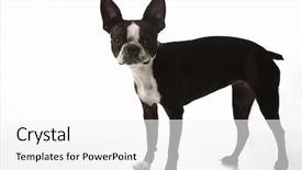  Presentation with boston - Beautiful presentation design featuring boston terrier dog backdrop and a  colored foreground