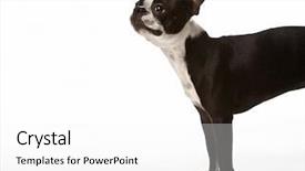  Presentation with boston - Slide set consisting of boston terrier dog background and a  colored foreground