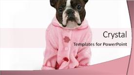  Presentation with boston - Amazing presentation theme having boston terrier dressed backdrop and a lemonade colored foreground