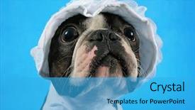  Presentation with boston - Beautiful slide set featuring boston terrier in a baby bonnet backdrop and a teal colored foreground