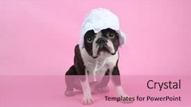  Presentation with boston - Amazing presentation design having boston terrier in a baby backdrop and a coral colored foreground