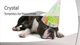  Presentation with boston - Amazing presentation having boston terrier in a birthday backdrop and a white colored foreground