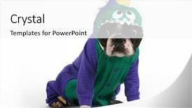  Presentation with dinosaur - Amazing presentation theme having boston terrier in a dinosaur backdrop and a white colored foreground