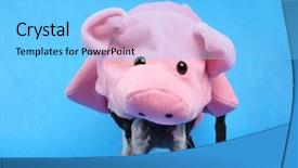  Presentation with boston - Beautiful presentation featuring boston terrier in a pig backdrop and a  colored foreground