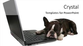  Presentation with boston - Beautiful PPT theme featuring boston terrier in front backdrop and a white colored foreground