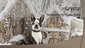  Presentation with boston - Slides consisting of boston terrier in front background and a light gray colored foreground