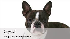  Presentation with boston - Amazing PPT layouts having boston terrier isolated on a white background studio shot backdrop and a light gray colored foreground